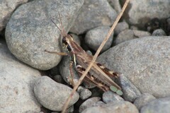 Melanoplus sanguinipes