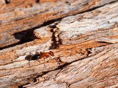 Opisthopsis haddoni rufoniger