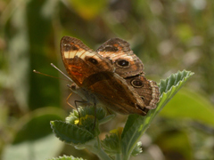 Junonia genoveva