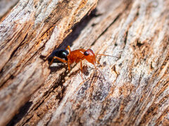 Opisthopsis haddoni rufoniger