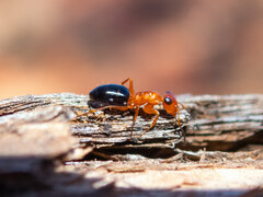 Opisthopsis haddoni rufoniger