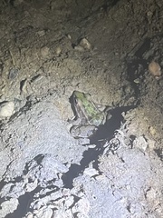 Lithobates sphenocephalus