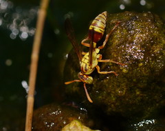 Ropalidia romandi