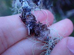 Platismatia norvegica