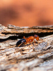 Opisthopsis haddoni rufoniger