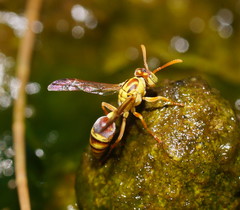 Ropalidia romandi