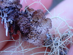 Platismatia norvegica