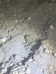 Lithobates sphenocephalus