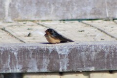Hirundo rustica erythrogaster