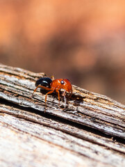 Opisthopsis haddoni rufoniger