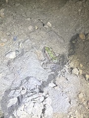 Lithobates sphenocephalus