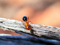 Opisthopsis haddoni rufoniger