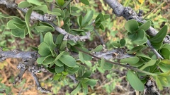 Boscia foetida
