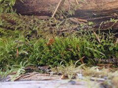 Aulacomnium androgynum