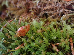 Aulacomnium androgynum