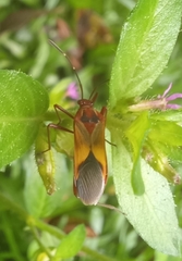 Hypselonotus interruptus