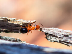 Opisthopsis haddoni rufoniger