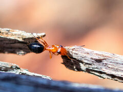 Opisthopsis haddoni rufoniger
