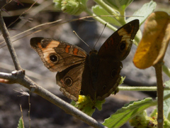 Junonia genoveva