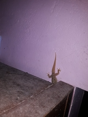 Hemidactylus brookii