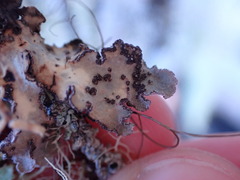 Lobarina scrobiculata