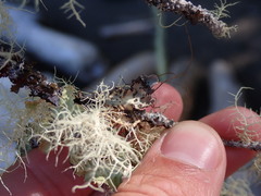 Lobarina scrobiculata