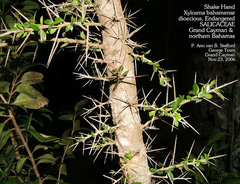 Xylosma bahamensis