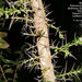 Xylosma bahamensis - Photo (c) 101164065346884869793, algunos derechos reservados (CC BY-NC), uploaded by Ann Stafford