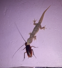 Hemidactylus brookii