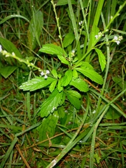Verbena officinalis