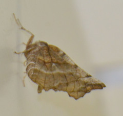 Selenia dentaria