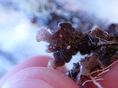 Lobarina scrobiculata