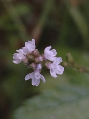 Verbena officinalis