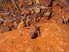 Tympanocryptis centralis