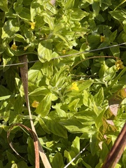 Erythranthe moschata