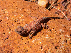 Tympanocryptis centralis