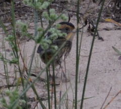 Ammospiza nelsoni