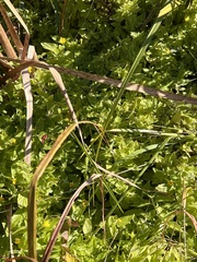 Erythranthe moschata