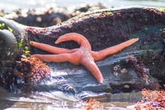 Stichaster striatus