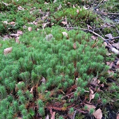 Polytrichum commune