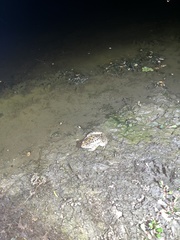 Lithobates berlandieri