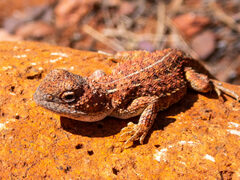 Tympanocryptis centralis
