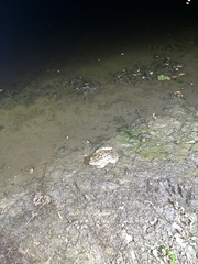 Lithobates berlandieri