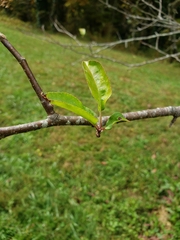 Malus angustifolia