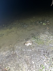 Lithobates berlandieri