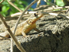 Tropidurus catalanensis