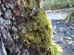 Pseudisothecium stoloniferum