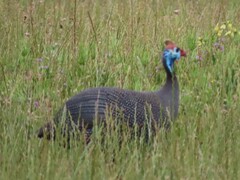 Numida meleagris coronatus