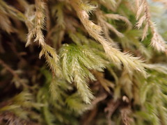 Pseudisothecium stoloniferum