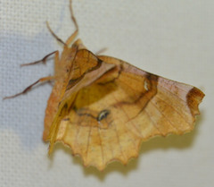 Selenia lunularia